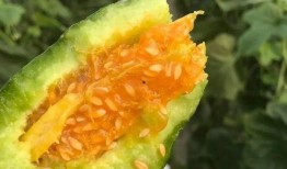 吃瓜网红图片头像,揭秘吃瓜网红的潮流头像魅力