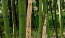 原神白竹子爆料视频大全,揭秘游戏幕后故事与精彩瞬间