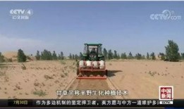 最新沙漠爆料新闻报道,最新爆料揭示神秘沙漠现象