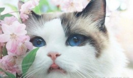 娱乐吃瓜酱猫咖,猫咪与娱乐的完美融合