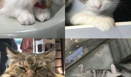 娱乐吃瓜酱猫咖,猫咪与娱乐的完美融合