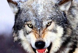 爆料户外青狼事件视频,揭秘神秘视频背后的真相与争议