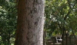 爆料古树女王是真的吗视频,视频爆料背后的真相